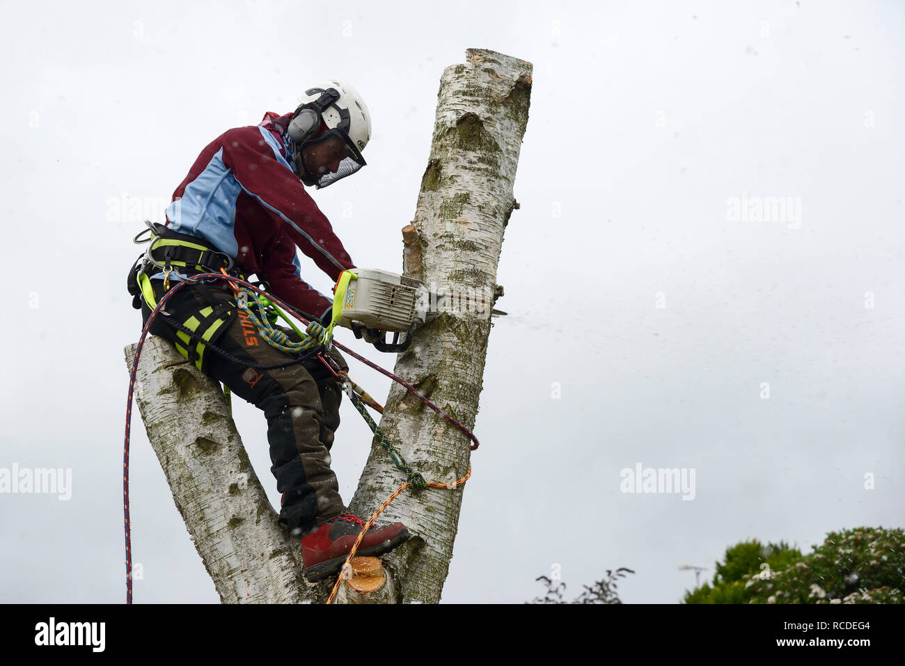 A tree surgeon fells a silver birch tree while wearing a full safety harness and face mask Stock Photo