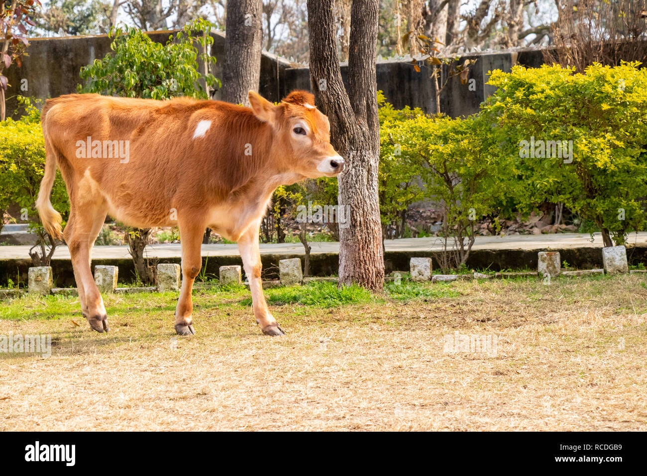 Young Jersey Cow High Resolution Stock Photography and Images - Alamy