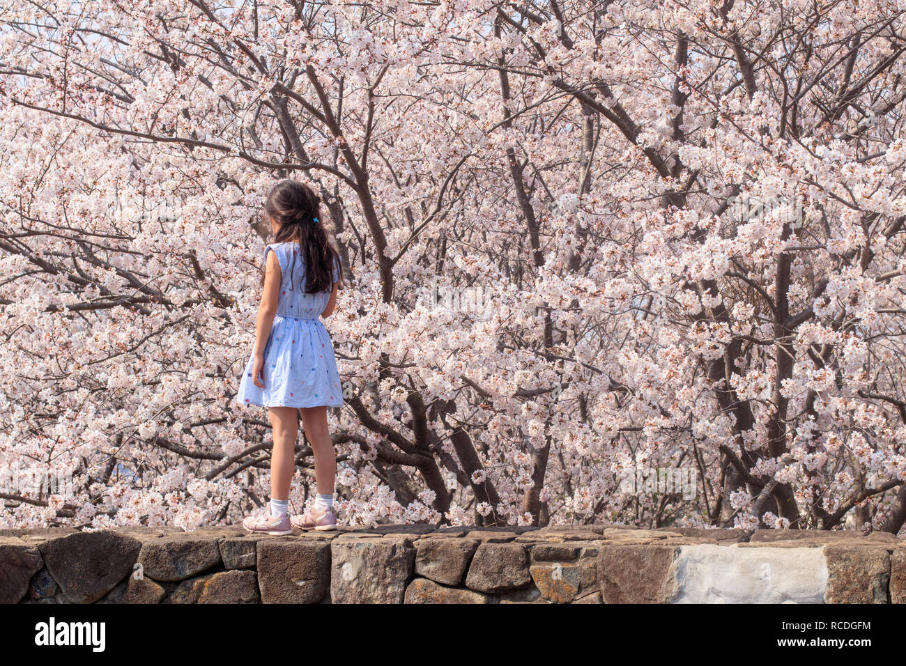 young girl walking on a rock wall in front of cherry blossoms Stock Photo