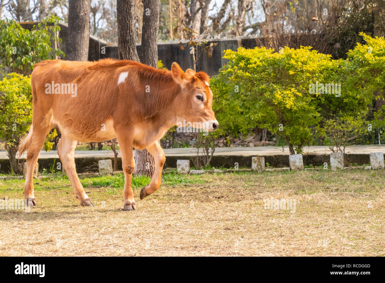 Young cow calf walking in the ground Stock Photo Alamy