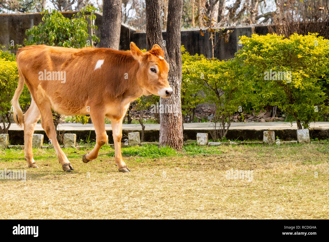 Young cow calf walking in the ground Stock Photo Alamy