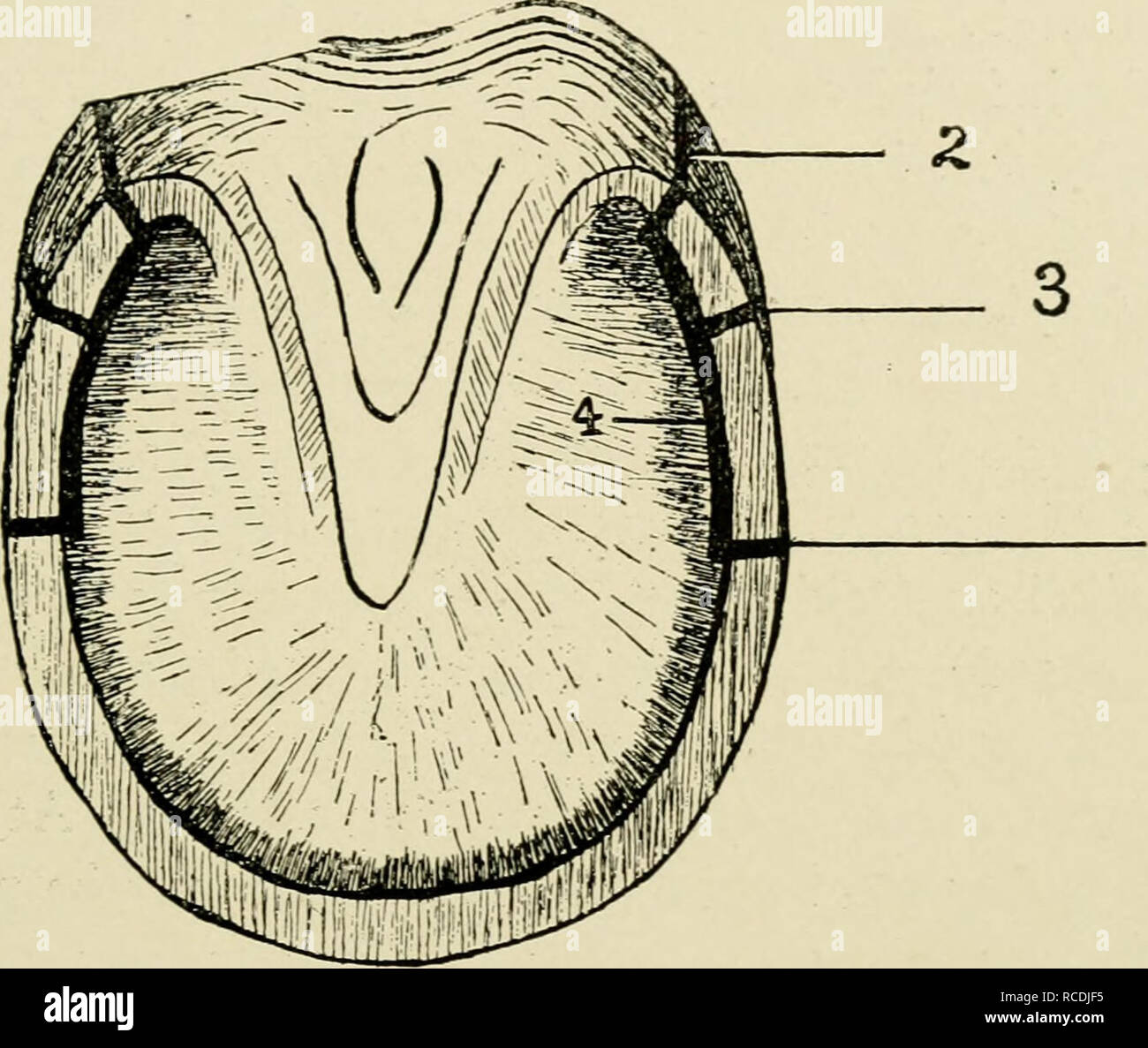 . Diseases of the horse's foot. Horses; Hoofs Diseases; Horses Diseases. DISEASES OF THE