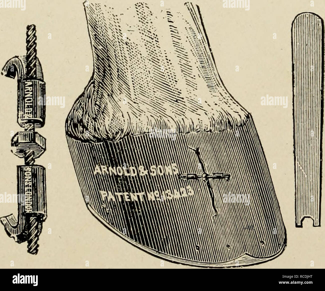 . Diseases of the horse's foot. Horses; Hoofs Diseases; Horses