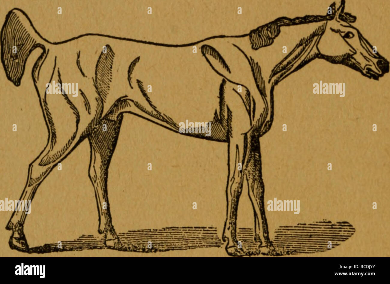. Diseases of horses and cattle written especially for the farmer