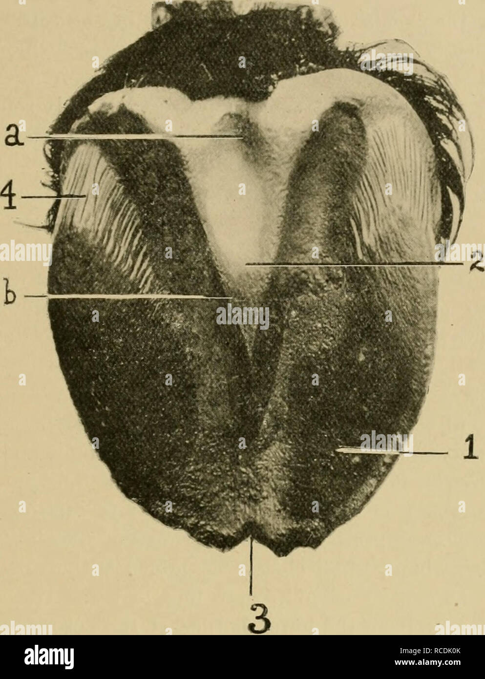 . Diseases of the horse's foot. Hoofs; Horses. EEGIONAL ANATOMY 35