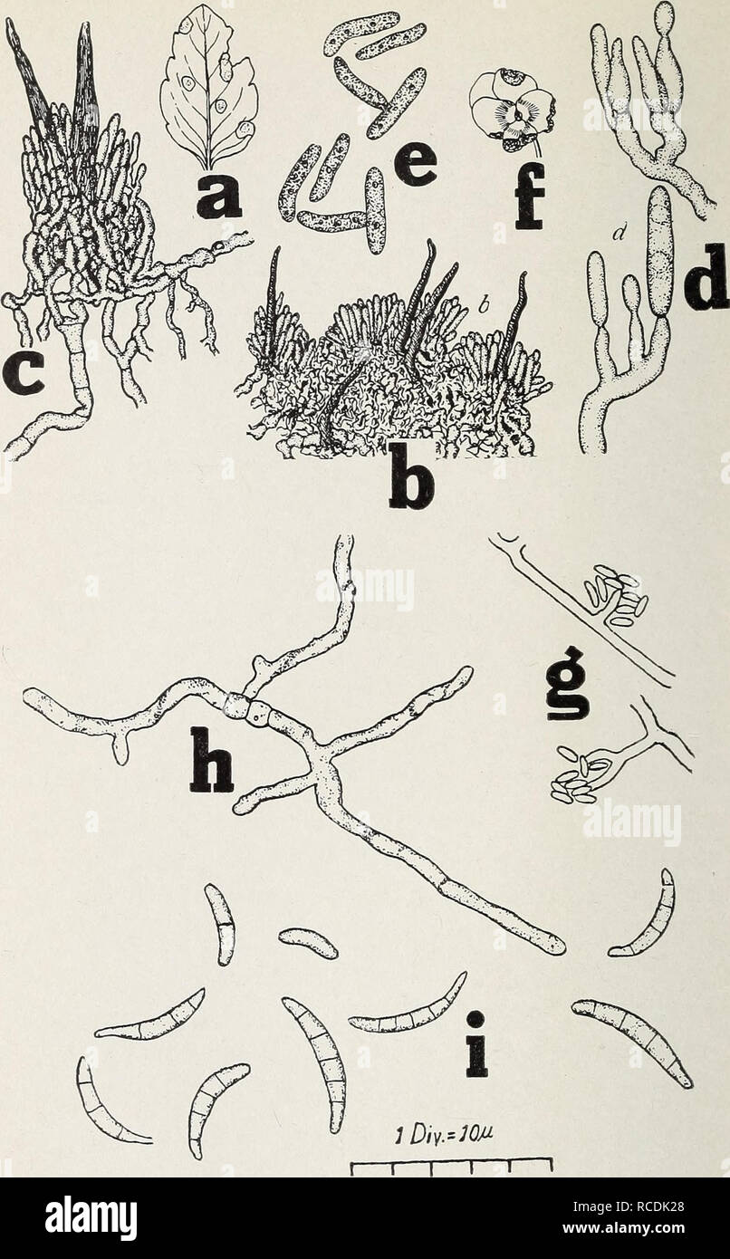 . Diseases of greenhouse crops and their control. Vegetables; Plant diseases. Fig. 62. Pansy Diseases. a to f. Colletrotrichum violce-tricoloris R. E. Smith, a. affected leaf- let, h. several confluent acervuli with mycelium, setae, and conidia. c, single acervulus, more enlarged, d. basidia and production of conidia, e. conidia, f. affected blossoms, g to i. Fusarium violcc. Wolf, g. forma- tion of microconidia, h. germination of macroconidia, i. macroconidia (o-/ after Smithy R. E.; g to i after Wolf, F. A.).. Please note that these images are extracted from scanned page images that may have Stock Photo