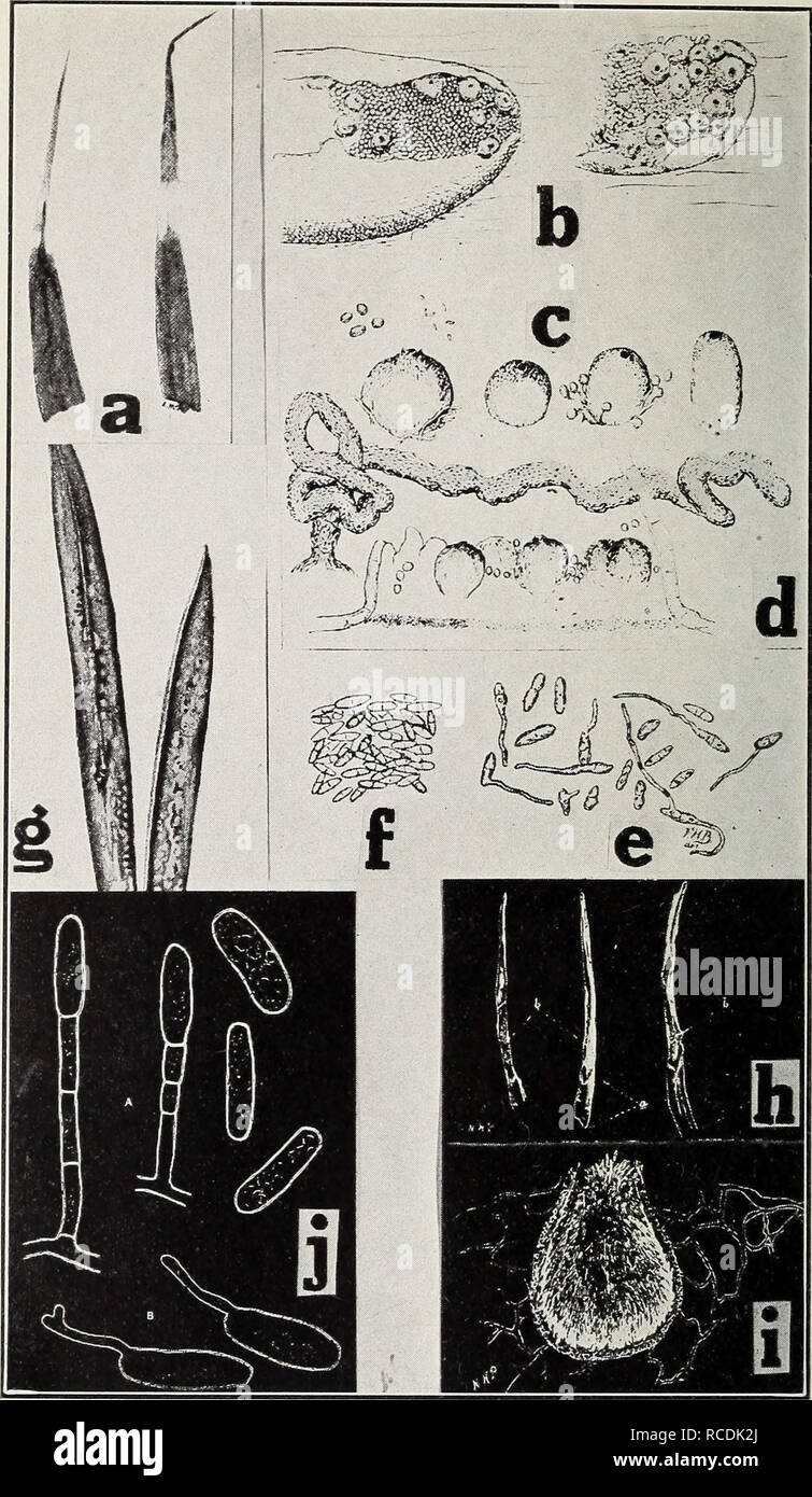 . Diseases of greenhouse crops and their control. Vegetables; Plant diseases. Fig. 46. Carnation Diseases. a. White tip (after Clinton), b-f. carnation rust parasite (after Blodgett, F. H.), g. stigmanose (after Woods), h. Septoria leaf spot (after Potter, M. C), i. pycnidia of Septoria dianthi, j. pow- dery mildew fungus (after Mercer, W. B.).. Please note that these images are extracted from scanned page images that may have been digitally enhanced for readability - coloration and appearance of these illustrations may not perfectly resemble the original work.. Taubenhaus, J. J. (Jacob Joseph Stock Photo