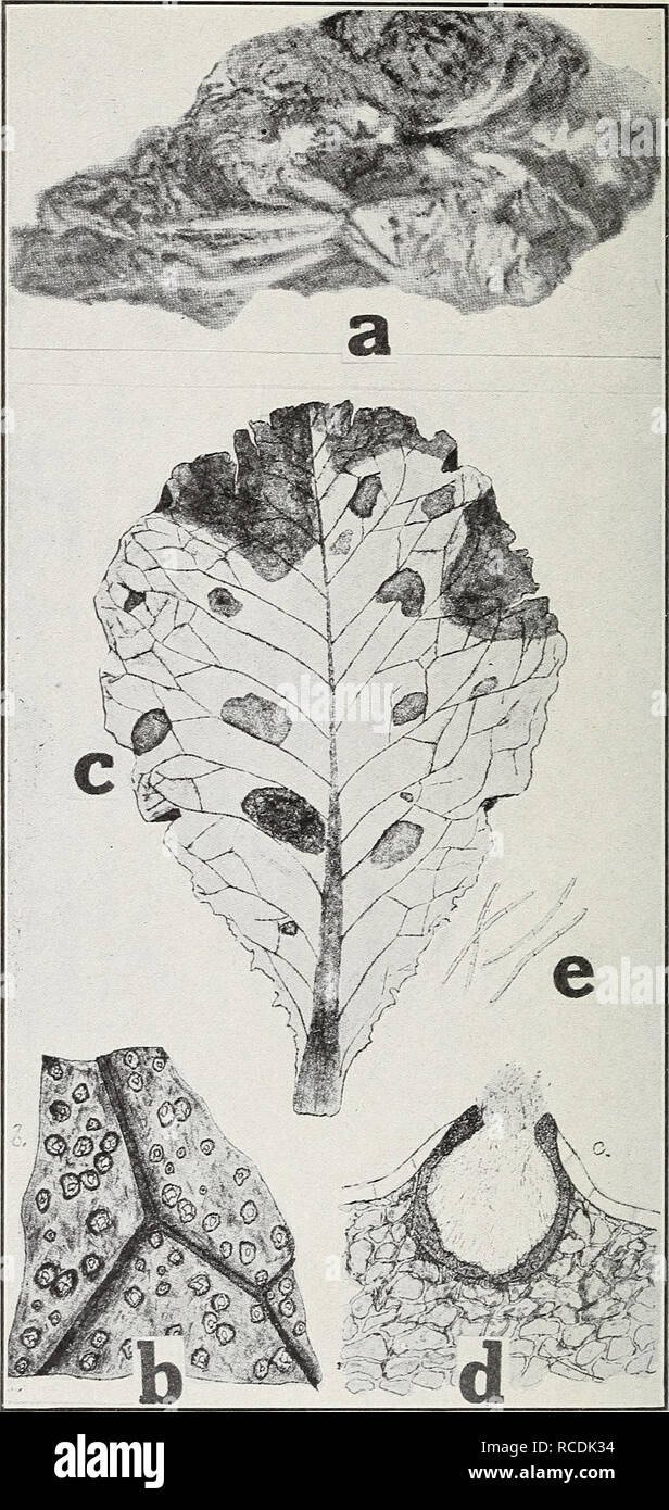 . Diseases of greenhouse crops and their control. Vegetables; Plant diseases. Fig. 27. Lettuce Diseases. a. Drop (after Humphrey), h. Septoria leaf spot, c. same as b. but older spots, d. pycnida, e. pycniospores (af- ter Selby).. Please note that these images are extracted from scanned page images that may have been digitally enhanced for readability - coloration and appearance of these illustrations may not perfectly resemble the original work.. Taubenhaus, J. J. (Jacob Joseph), 1885-. New York, E. P. Dutton &amp; company Stock Photo