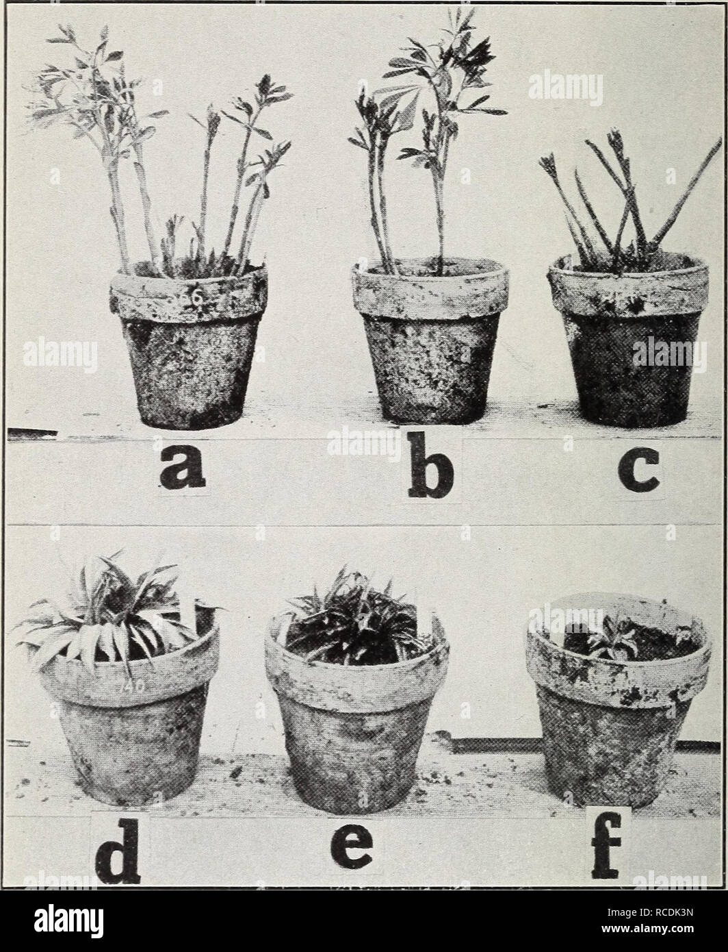 . Diseases of greenhouse crops and their control. Vegetables; Plant diseases. Fig. 13. Effect of Etherization on Plants. b. Baptisa australis, 24 hours; c. check; a. 12 hours, f. Stokesia cyanea, check, d. etherized 24 hours; e. etherized 12 hours (a-f after Howard, W. L.).. Please note that these images are extracted from scanned page images that may have been digitally enhanced for readability - coloration and appearance of these illustrations may not perfectly resemble the original work.. Taubenhaus, J. J. (Jacob Joseph), 1885-. New York, E. P. Dutton &amp; company Stock Photo