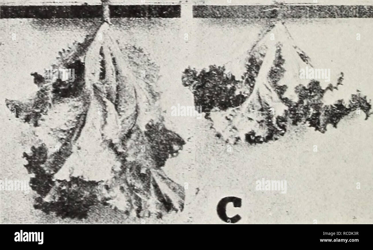 . Diseases of greenhouse crops and their control. Vegetables; Plant diseases. SUB- mnroATioM O-RdJMAW 5UB- mniGATFon OPDIMARY. Fig. 12. Effect of Subikrigation on Lettuce. a. Boston curled, b. Frankford head (a-c after Rane, F. W.).. Please note that these images are extracted from scanned page images that may have been digitally enhanced for readability - coloration and appearance of these illustrations may not perfectly resemble the original work.. Taubenhaus, J. J. (Jacob Joseph), 1885-. New York, E. P. Dutton &amp; company Stock Photo