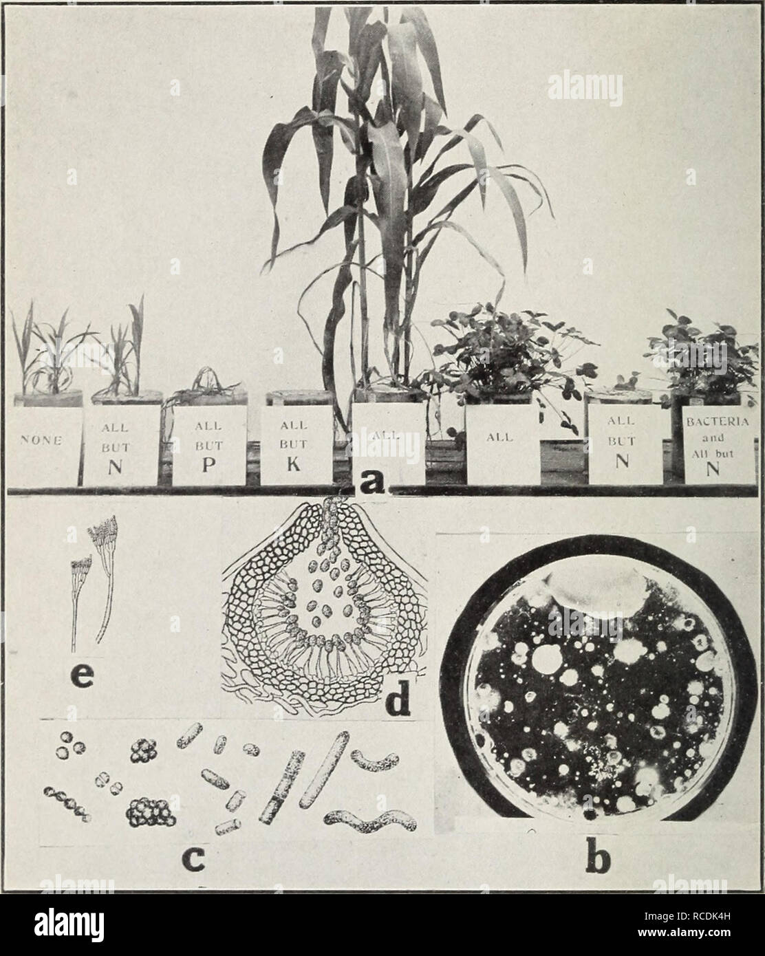 . Diseases of greenhouse crops and their control. Vegetables; Plant diseases. Fig. 2. a. Effect of a balanced fertilizer on corn and clover, b, various organisms isolated from a soil particle, c. types of bacteria, Coccus, Bacillus and Spirilla (after P. E. Brown); d. pycnidium (after C. L. Shear), e. conidiophores of Penicillium.. Please note that these images are extracted from scanned page images that may have been digitally enhanced for readability - coloration and appearance of these illustrations may not perfectly resemble the original work.. Taubenhaus, J. J. (Jacob Joseph), 1885-. New  Stock Photo