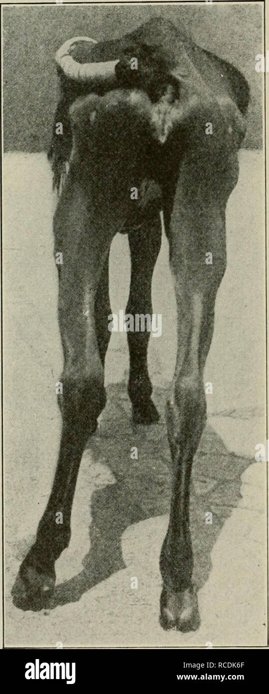 Something Mare vulva piliformis can not Mare vulva piliformis that