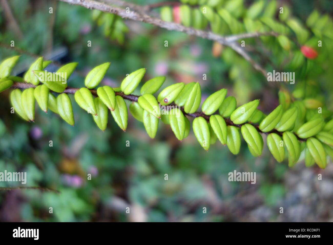 Agapetes serpens - San Francisco Botanical Garden Stock Photo