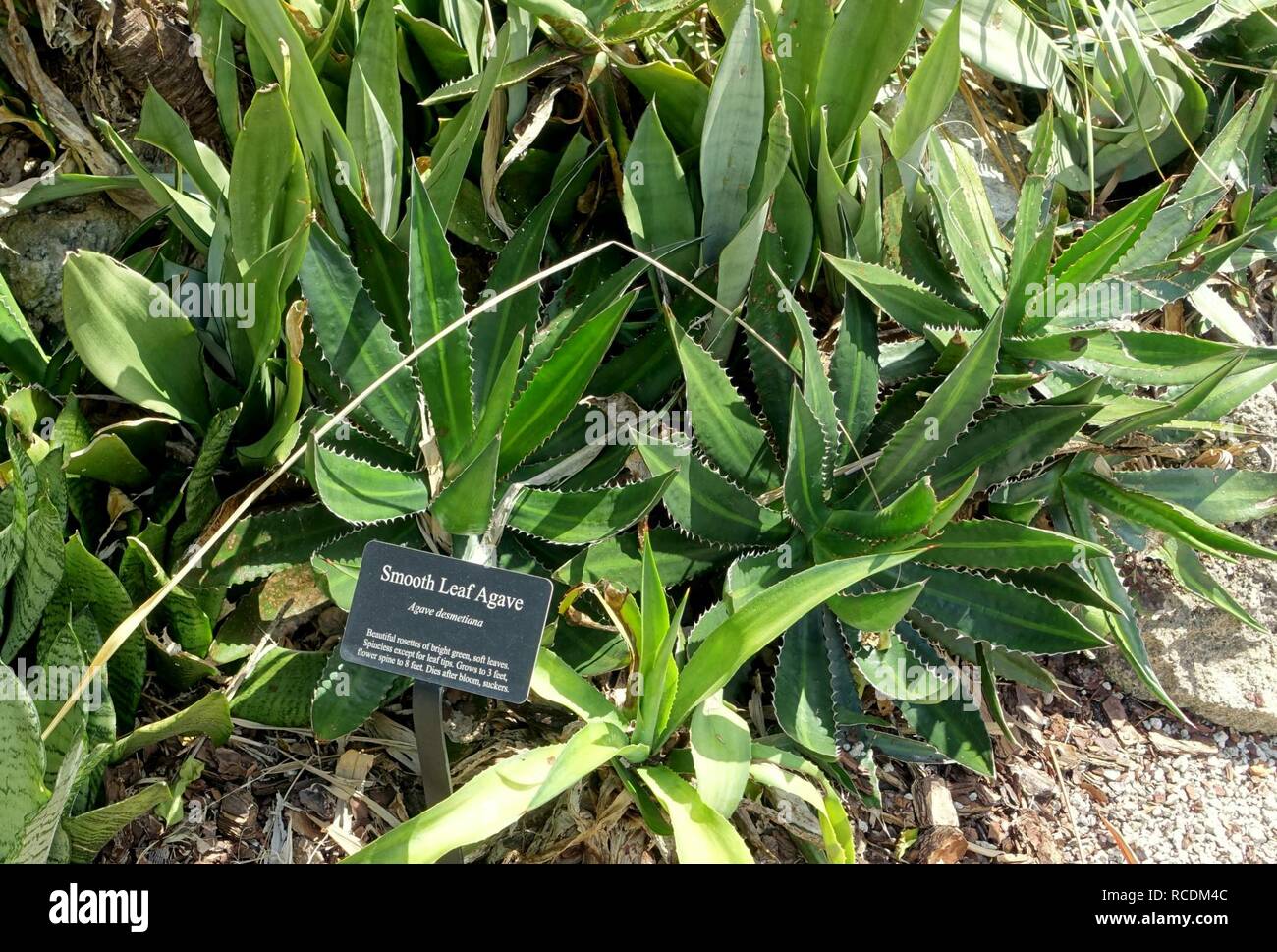 Agave Horrida Agave Desmetiana Mounts Botanical Garden Palm