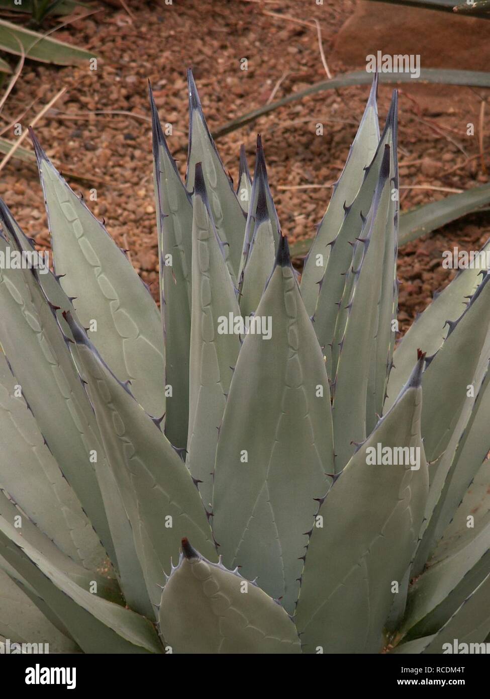 Agave parryi, 2015-03-13, Phipps Conservatory, 02. Stock Photo