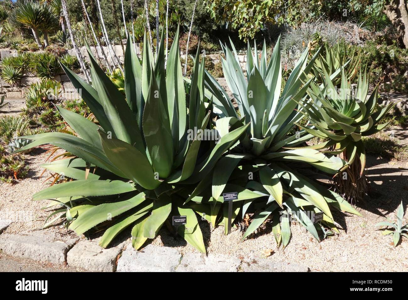 Agave salmiana - San Francisco Botanical Garden Stock Photo