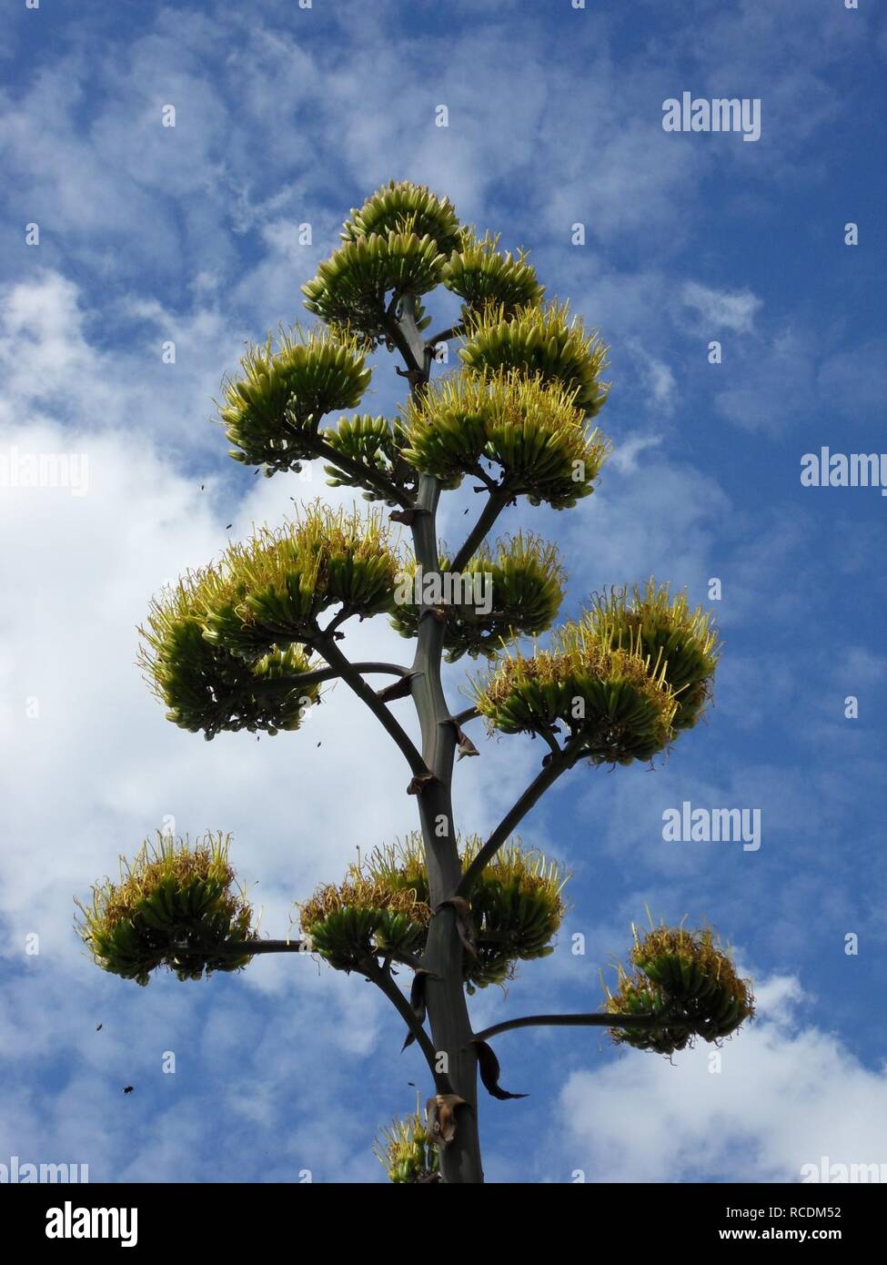 Agave salmiana var ferox blossom weimar 2010 skybackground. Stock Photo