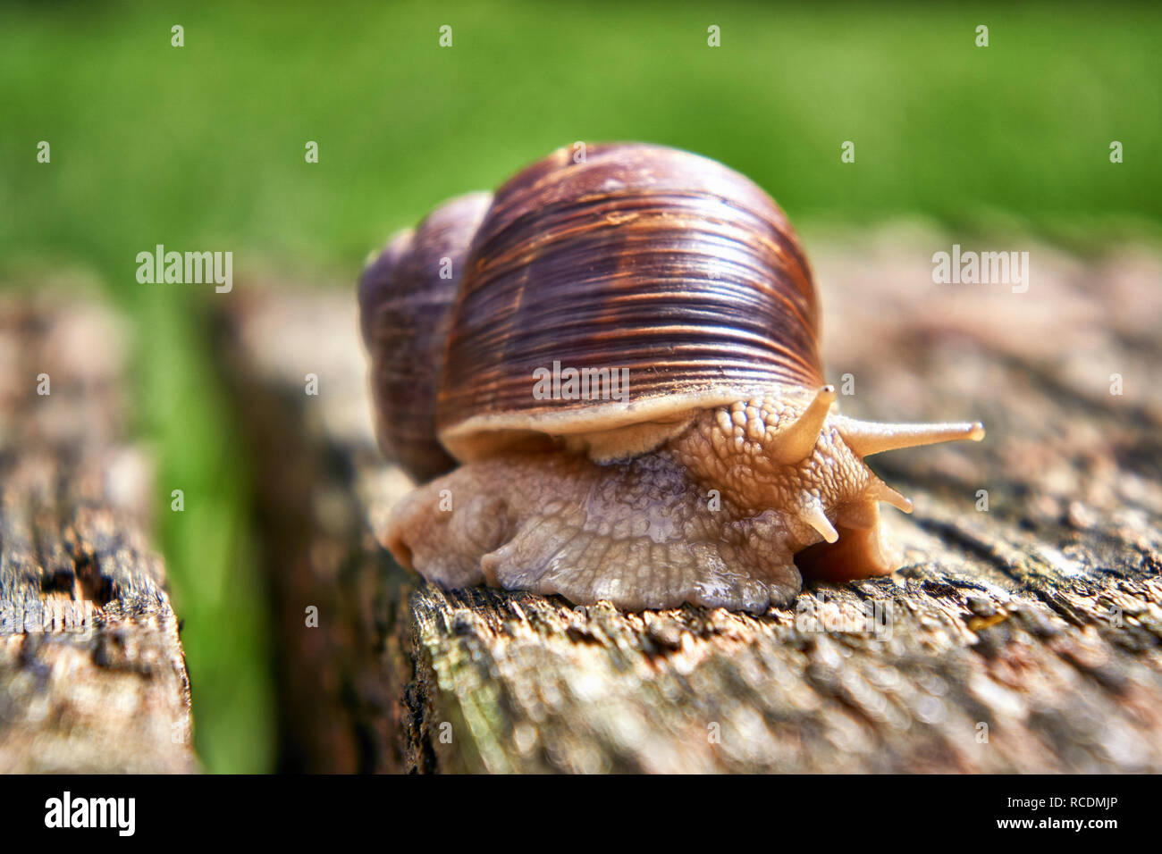 Big snail creeps on wood. Pulmonary gastropod mollusk, family Helicidae Stock Photo