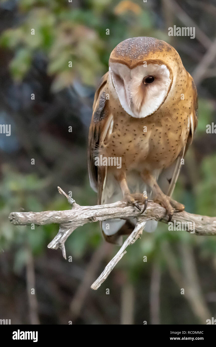 Owl in washington state hires stock photography and images Alamy