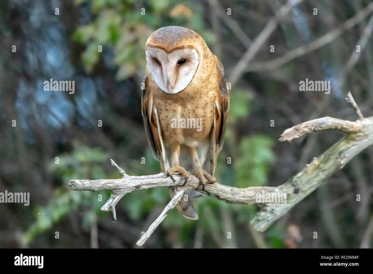Roosting Barn Owl (Tyto alba) in Washington state Stock Photo