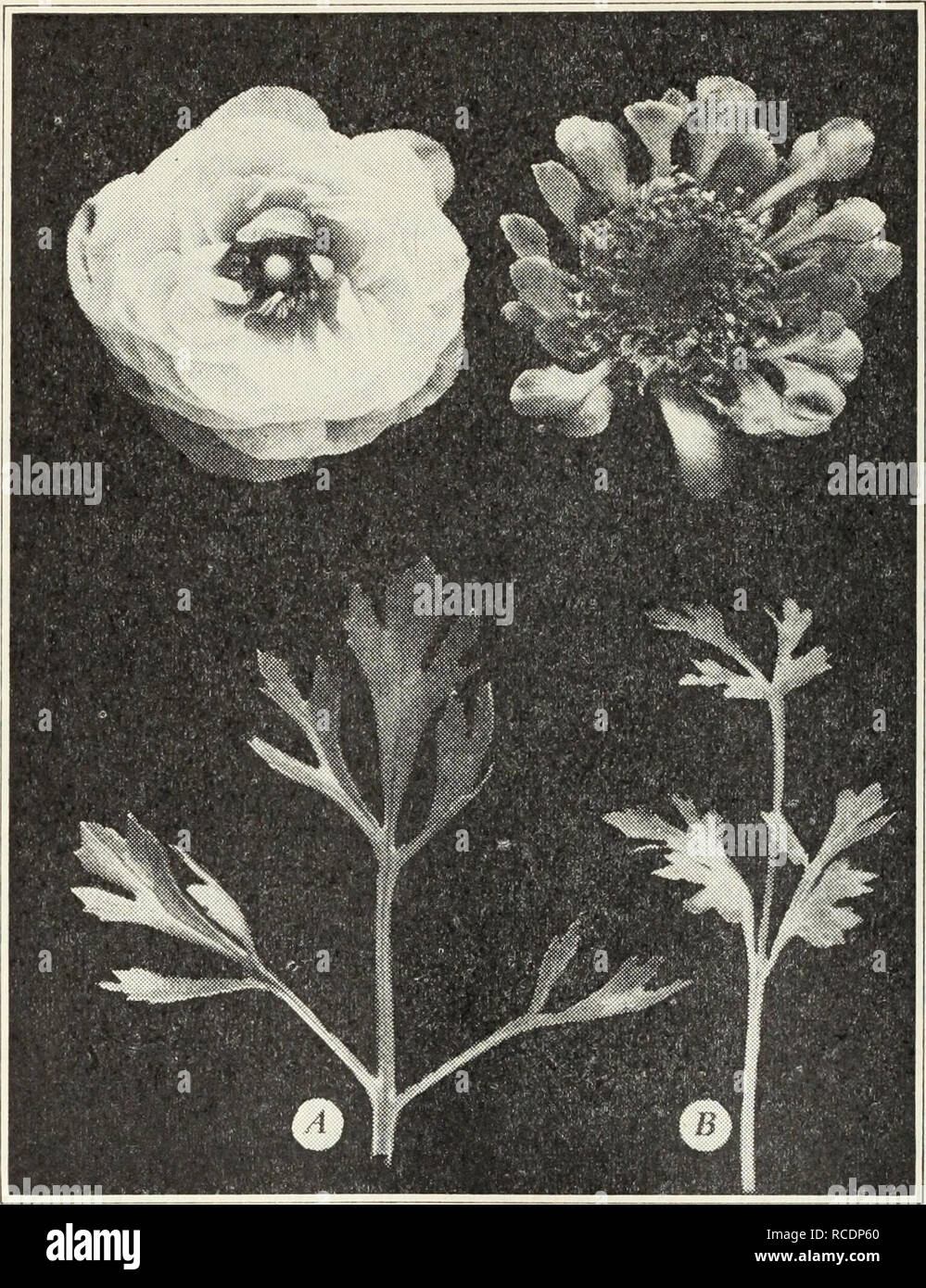 . Diseases of flowers and other ornamentals. Flowers; Plant diseases. Diseases of Flowers and Other Ornamentals 61 bodies. The fungus is probably a species of Sclerotium, Botrytis, or Sclerotinia but, since no spores have been observed, has not been defi- nitely determined. Affected plants should be destroyed. Yellows.—Affected flowers are of a greenish-yellow color and de- formed as shown in figure 25. The leaves are yellow and somewhat. Fig. 25.—A, Normal ranunculus flower and leaf; B, Effect of ranunculus yellows. stunted and misshapen. The appearance of the diseased plants strongly suggest Stock Photo