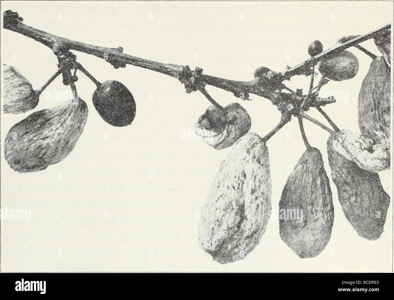 . Diseases of flowers and other ornamentals. Flowers; Plant diseases. 58 California Agricultural Extension Service [Cir. 118 Brown Rot.—This fungus disease, caused by Sclerotinia fructicola or 8. laxa, occurs as a blossom and twig blight on Prunus tomentosa, P. mume, and other species, and as a fruit rot on P. cerasifera, P. subcor- data, and P. ilicifolia. In the blossom-blight phase of the disease, the blossoms are blasted and withered just as they are opening, and a gray- ish mold can be seen on the dead parts. Killing of the tissue runs down into the twigs and drops of gum ooze out. In the Stock Photo
