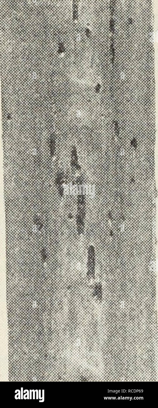 . Diseases of flowers and other ornamentals. Flowers; Plant diseases. Fig. 18.—Diamond scale of palm. prematurely. Both ornamental and fruit-bearing dates are affected. Moist atmosphere favors the disease. Affected leaves should be removed and destroyed. This may be fol- lowed by spraying with 3-3-50 bordeaux mixture (p. 97) or, to avoid spray residue, a solution of copper acetate 3 ounces to 50 gallons of water, to which a spreader (p. 102) may be added. PANSY AND VIOLA Pansies and violas are not often affected with any serious disease in Cali- fornia. Cottony mold (p. 78) sometimes attacks t Stock Photo