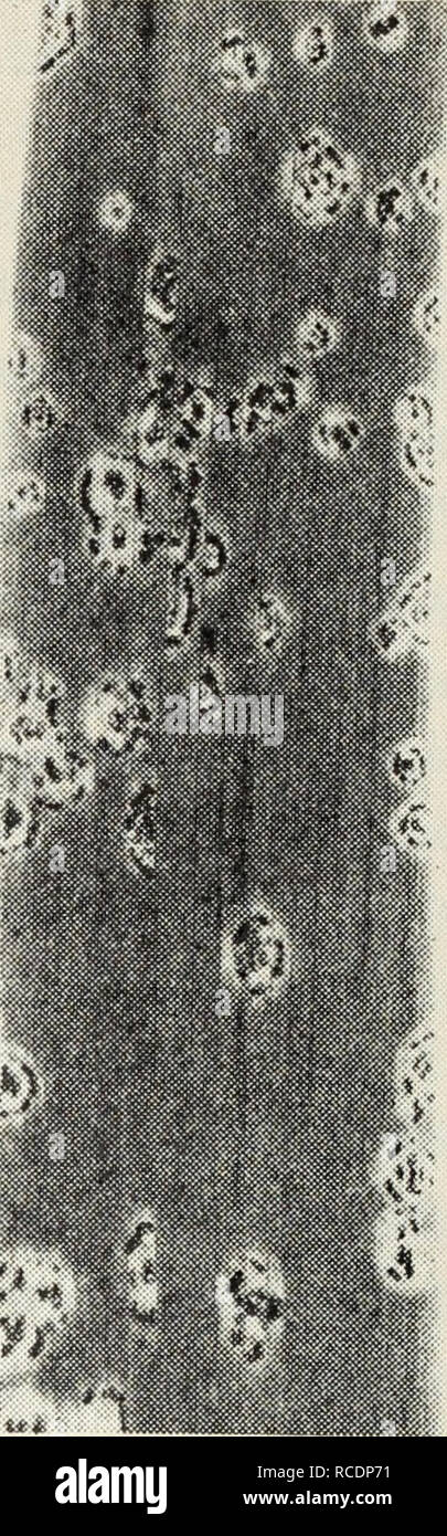 . Diseases of flowers and other ornamentals. Flowers; Plant diseases. 1. Fig. 12.—Iris rust. forms numerous, small seedlike bodies or sclerotia (fig. 11) on the sur- face of the affected plants. 8. Rolfsii also attacks sugar beets and many other hosts. Affected rhizomes should be dug out and destroyed. The remaining ones should be thinned and replanted, if possible in a new place. Rust.—Powdery pustules of reddish-brown spores of a rust fungus, Puccinia iridis, may appear on the leaves (fig. 12), which may be killed prematurely if the infection is severe. Most of the commonest species and vari Stock Photo