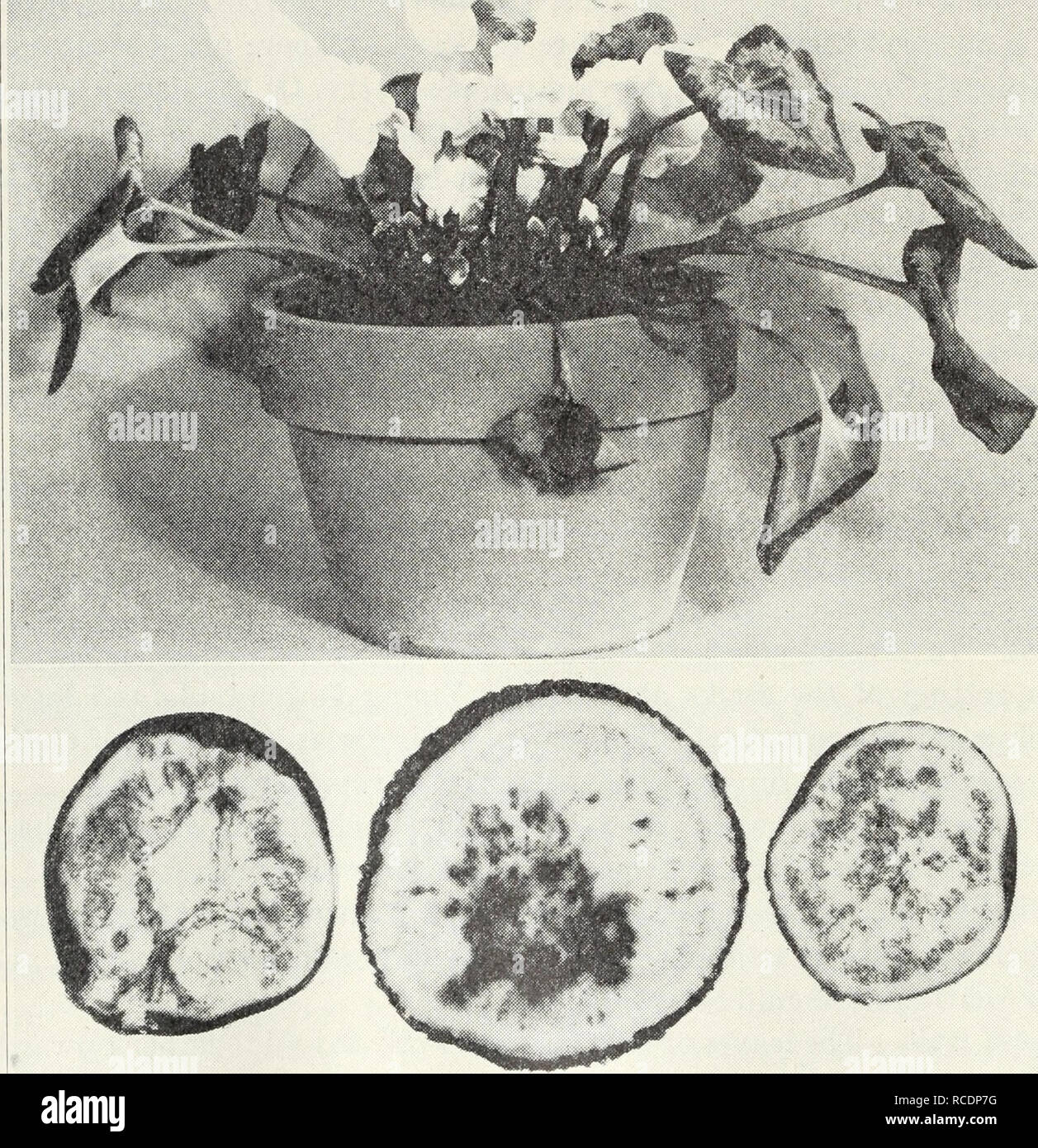 . Diseases of flowers and other ornamentals. Flowers; Plant diseases. 20 California Agricultural Extension Service LCir- 118 on cutting into the top of the tuber where the leaves and flower stalks are attached. This disease has been attributed to the fungus Cladosporium cyclaminis, but there is some doubt as to the correctness of this. To control, use fresh soil for seedbed and potting, and grow the plants at as low temperatures as possible.. Fig. 5.—Cyclamen stunt; note the shortening of flower stalks and discoloration in corms. CYPRESS, MONTEREY AND ITALIAN Bark Canker, Coryneum Canker.—Twig Stock Photo
