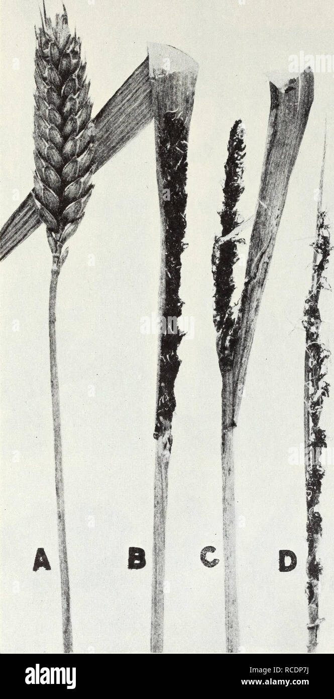 . Diseases of field crops. Plant diseases. Diseases of Field Crops 61 san is still more effective (p. 74). This, however, will not prevent infee lion from contaminated soil. Long storage of seed treated witli Ceresan is liable to reduce germination.. &gt; Fig. 37.—Loose smut of wheat: A, normal head of club wheat; B, head smutty before heading; C, spores beginning to blow away; D, spores almost blown away; E, spores entirely blown away. (From Bui. 511.) Rust.—See &quot;Leaf Rust&quot; (p. 58), &quot;Stem Rust&quot; (p. 64), and &quot;Stripe Rust&quot; (p. 65).. Please note that these images ar Stock Photo