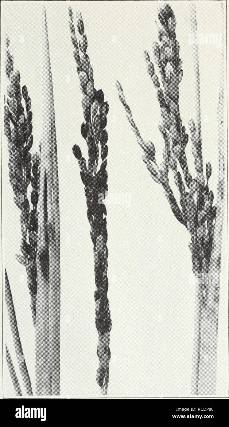 . Diseases of field crops. Plant diseases. 52 California Agricultural Extension Service [Cir. 121 The small, light-red, pustules of crown, or leaf, rust, Puccinia corona fa, which attacks only oats among the cereals, are found mainly on the leaves. They are slow to open and covered with a thin membrane of the plant epidermis. This fungus disease is less destructive than stem rust. In the latter disease, long, dark-red or black pustules of rust spores, P.. Fig. 32.—Leaf-blotch disease of rice. graminis var. avenae (fig. 38, p. 62), break out on the leaves and on the leaf sheaths which enclose t Stock Photo