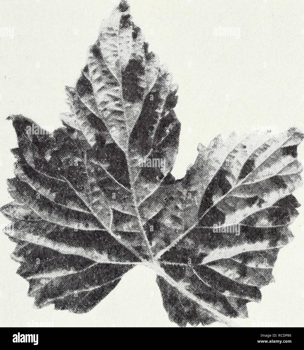 . Diseases of field crops. Plant diseases. 46 California Agricultural Extension Service [Cir. 121 GRAIN See individual hosts, as &quot;Barley,&quot; &quot;Oats,&quot; &quot;Wheat&quot; GUAYULE, Parthenium argentium Root Rot.—Guayule, which has been planted in California for the production of rubber, is rather susceptible to excess soil moisture and often succumbs to a rotting of the roots when the soil becomes too wet. The specific cause of the rotting is unknown. GYP CORN See &quot;Sorghum&quot; (p. 54) HOP Crown Gall.—Plants affected by crown gall are stunted and fail to make proper growth.  Stock Photo