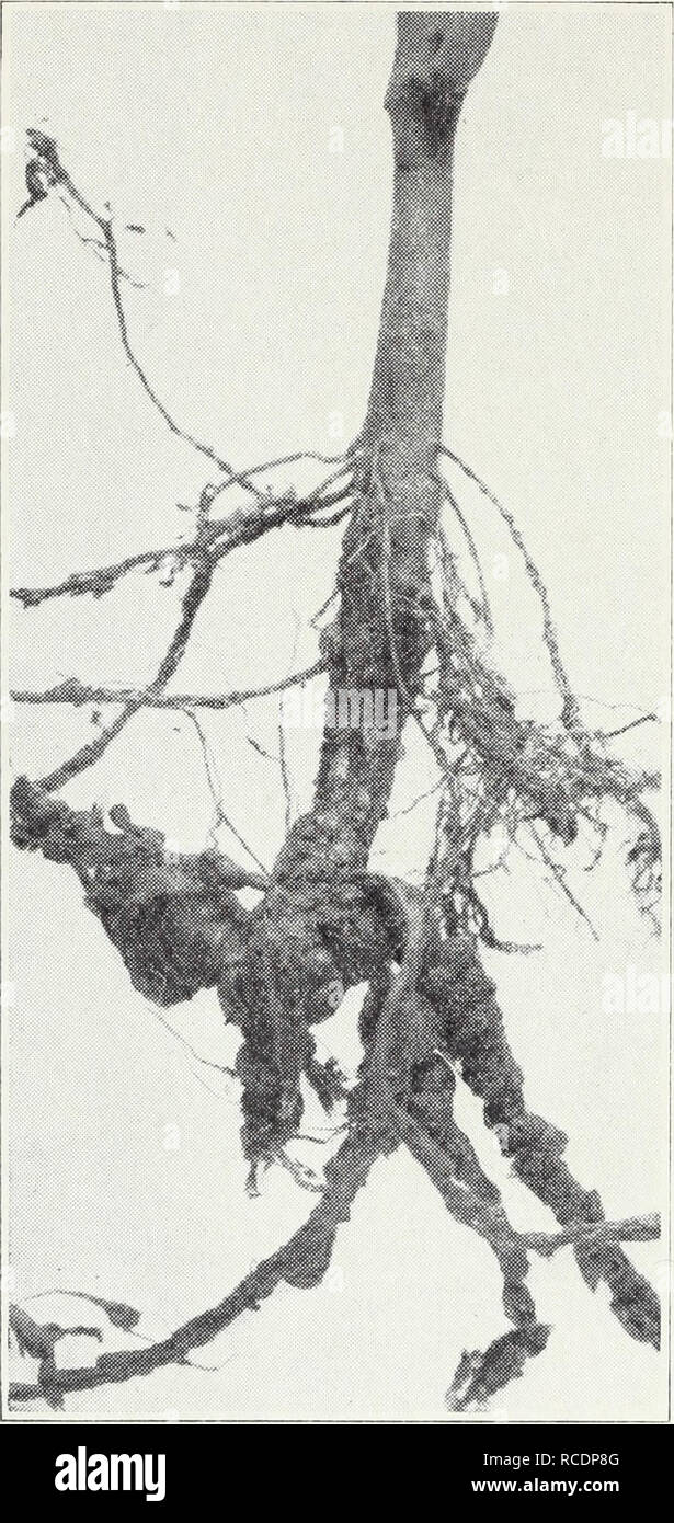 . Diseases of field crops. Plant diseases. 2G California Agricultural Extension Service [Cm. 121 velops on the foliage of beans in cloudy weather or in the fall when humidity increases (fig. 16). Dusting with sulfur (p. 74) is the most effective control measure if any is needed for this fungus disease. Rhizoctonia Stem Rot, Rhizoctonia Canker.—Symptoms of this dis-. Fig. 18.—Eoot-knot nematode on bean roots. (From Ext. Cir. 119.) ease are dark-red or brick-red, dead areas or cankers that develop on the lower part of the stem (fig. 17) and kill or stunt the plant. The same fun- gus, Corticium v Stock Photo