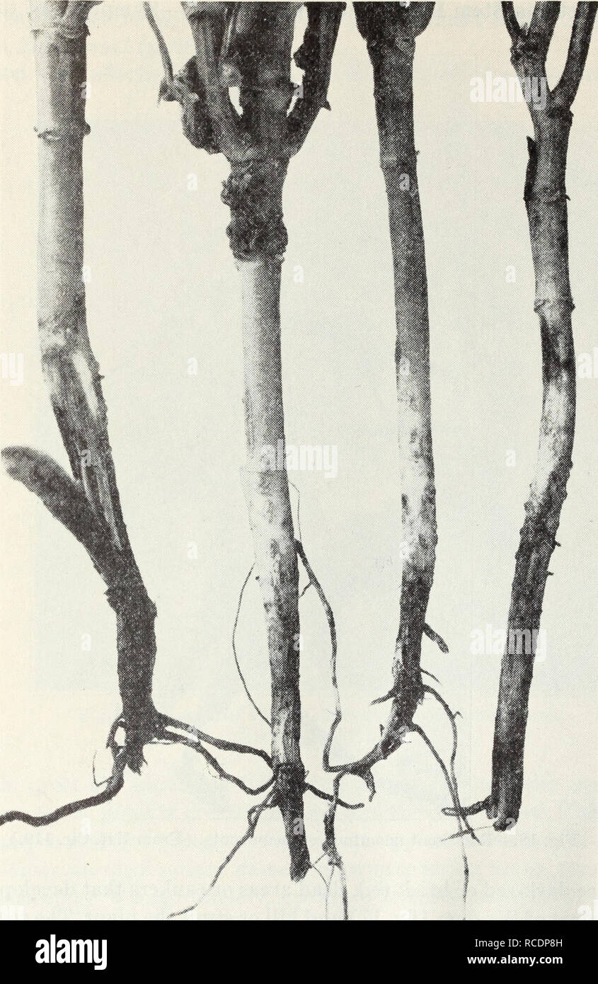 . Diseases of field crops. Plant diseases. Diseases of Field Crops 25 Control measures for this disease lie in obtaining* clean seed. Plantings for seed production should be made in places well isolated from other bean fields and with seed from fields which are as free from mosaic as. Fig. 17.—Ehizoctonia stem rot of bean. (From Ext. Cir. 119.) possible. The seed field should then be carefully rogued by pulling out every plant which shows mosaic as soon as it can be detected. Powdery Mildew.—A gray mildew, Erysiphe polygoni, sometimes de-. Please note that these images are extracted from scann Stock Photo