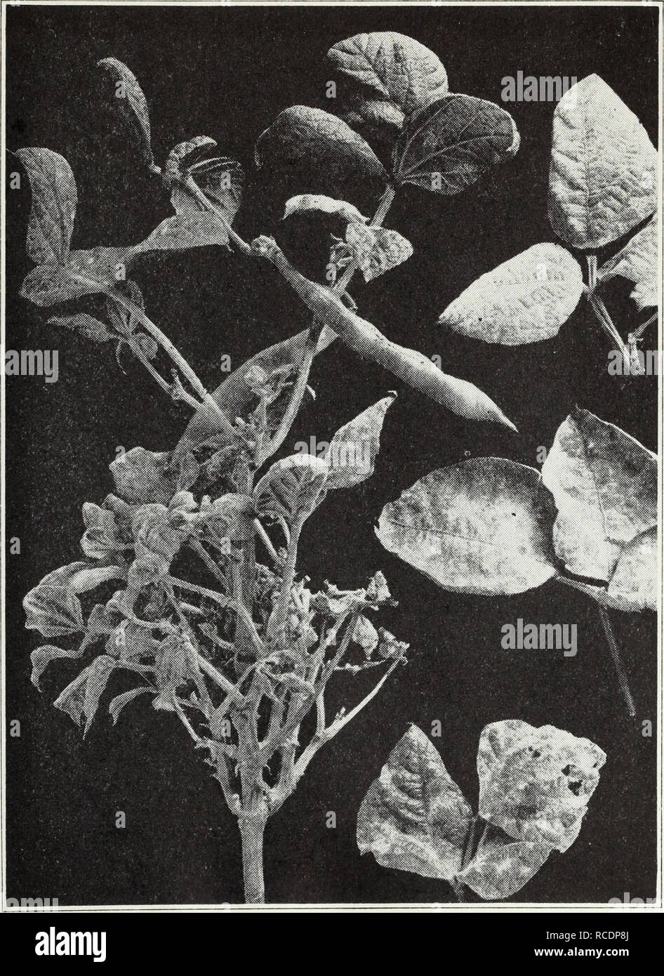 . Diseases of field crops. Plant diseases. 24 California Agricultural Extension Service [Cir. 121 of this type. Resistant varieties of different types of beans may in time be developed but none are available at present. Mosaic.—The leaves of plants attacked by this virus disease are much. Fig. 16.—Powdery mildew of beans. (From Ext. Cir. 119.) puckered and cupped downward at the edges. In color they are darker green than normal or mottled with green and yellow patches (fi&lt;r. 15). Early-affected plants bear little seed. The infection is carried in the seed and spread by aphids.. Please note  Stock Photo