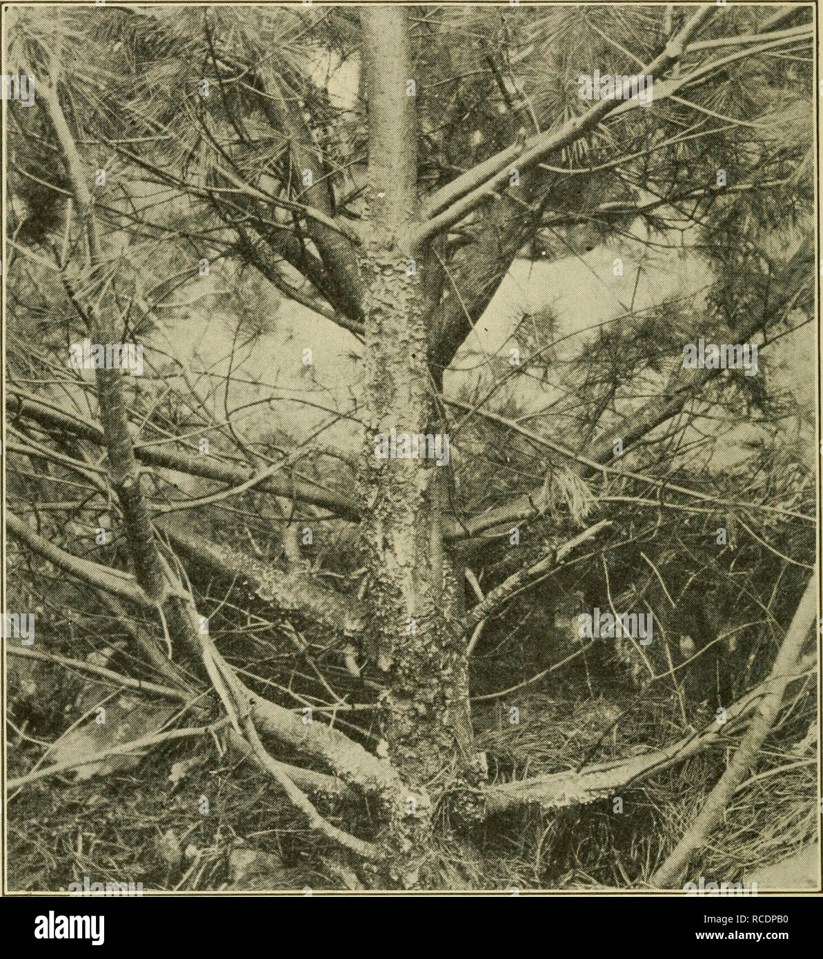 . Diseases of economic plants. Plant diseases. 398 Diseases of Economic Plants lines which extend lengthwise of the leaves arfe produced by the ascus-bearing organs. Premature defoliation results.. Fig. 210. — Cronartium ribicola on pine showing general aspect of disease. After Colley. Leaf-blight, twig-blight {Lophodermium hrachysporum Rostr.). — In Maine the leaf-blight has been noted as de- structive to a considerable number of small trees and in-. Please note that these images are extracted from scanned page images that may have been digitally enhanced for readability - coloration and appe Stock Photo