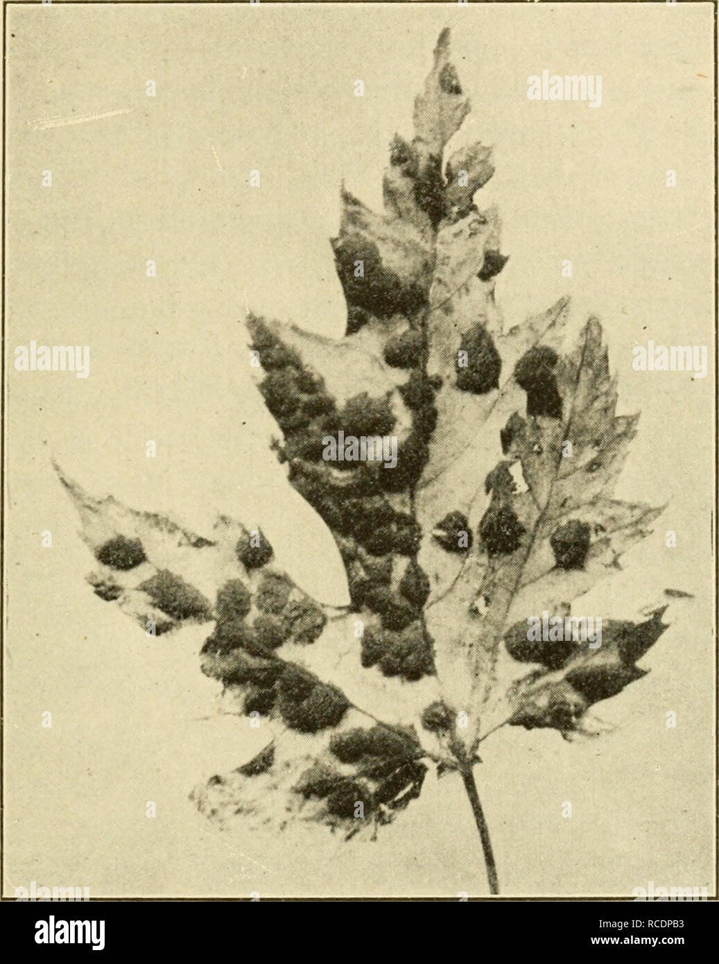 . Diseases of economic plants. Plant diseases. Trees and Timber 393 and die as though frosted. Young leaves and shoots are killed and by their death induce abnormal branching, result- ing in a compact head. The disease seems limited to young trees. Bordeaux mixture is advised — three or more sprayings.. Fig. 208. — Maple tar-spot. After Heald. Thrombosis {Verticillium). — Leaves wilt and branches die due to plugging of the veins by the fungus. Dark streaks show in the wood of affected twigs. MULBERRY Blight {Bacterium mori B. &amp; L.). —Upon the leaf small, reddish-brown spots, pellucid when  Stock Photo