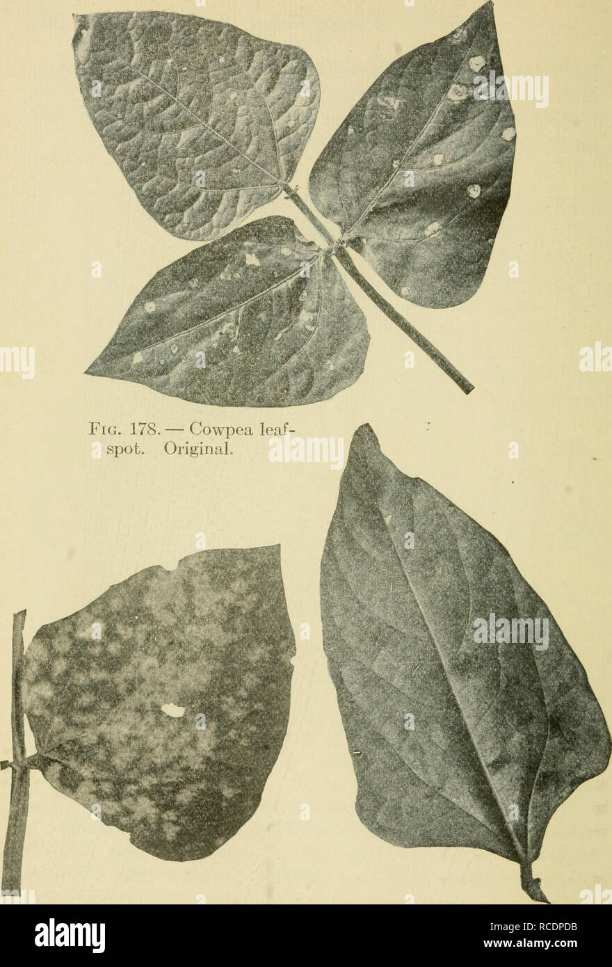 . Diseases of economic plants. Plant diseases. Fig. 179. — Cowpea leaflet spotted Fig. 180. — Leaflet of cowpea showing with powdery-mildew. Original. Carcospora spots. Original.. Please note that these images are extracted from scanned page images that may have been digitally enhanced for readability - coloration and appearance of these illustrations may not perfectly resemble the original work.. Stevens, Frank Lincoln, 1871- [from old catalog]; Hall, John Galentine, 1870- [from old catalog] joint author. New York, The Macmillan company Stock Photo