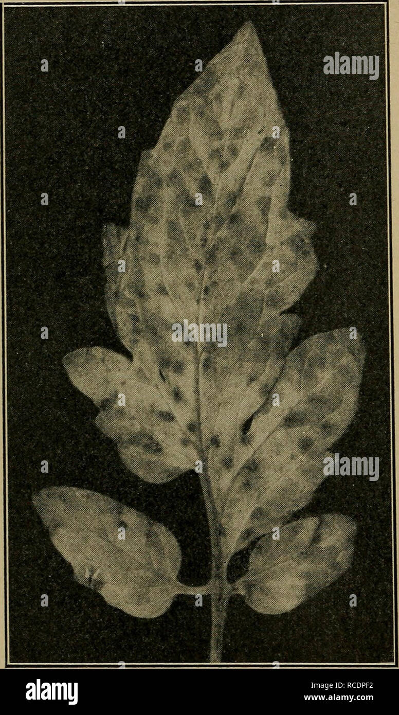 . Diseases of economic plants. Plant diseases. 310 DISEASES OF ECONOMIC PLANTS As to means of dissemination and control, what is said under soil diseases will apply. Leaf mold (Cladosporium fulvum Cke.). — Under glass in the North and occa- sionally in the open, especially in the South, this disease is destruc- tive. It occurs as rusty or cinnamon- brown blotches on the lower side of the leaf, which turns yellow above, then brown or black, curls, and dies. The loss of food sup- ply consumed by the parasite together with the loss through de- struction of the leaf green injures the yield serious Stock Photo