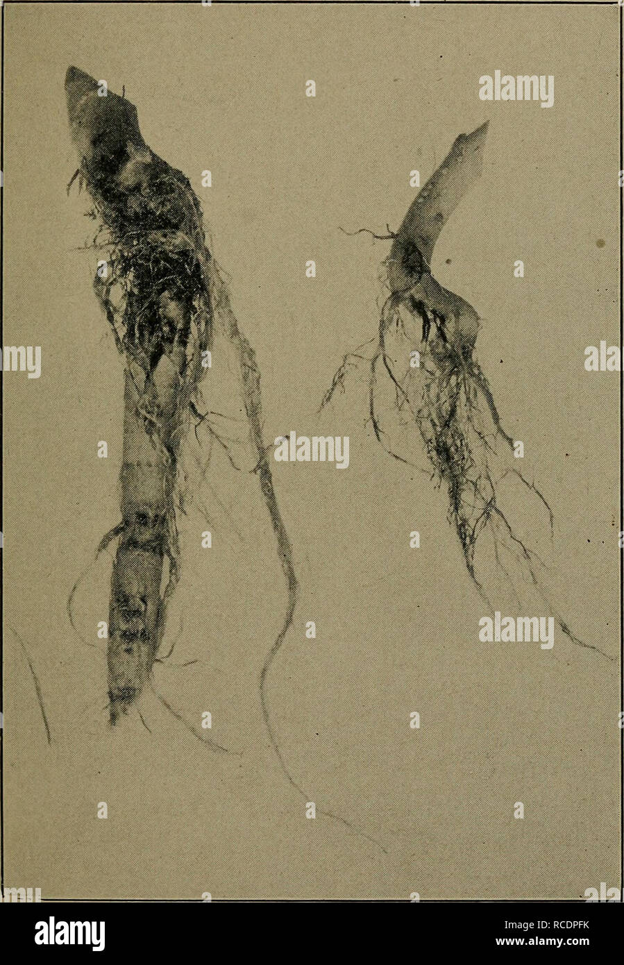 . Diseases of economic plants. Plant diseases. VEGETABLE AND FIELD CROPS 297 Damping off may occur upon seed beds. The plants are attacked when very young, and death may result before. Fig. 129. — Tobacco roots showing effect of thielaviose. After Gilbert. they attain a height of more than 5-10 mm. In other cases of milder attack the roots alone are invaded and the plants. Please note that these images are extracted from scanned page images that may have been digitally enhanced for readability - coloration and appearance of these illustrations may not perfectly resemble the original work.. Ste Stock Photo