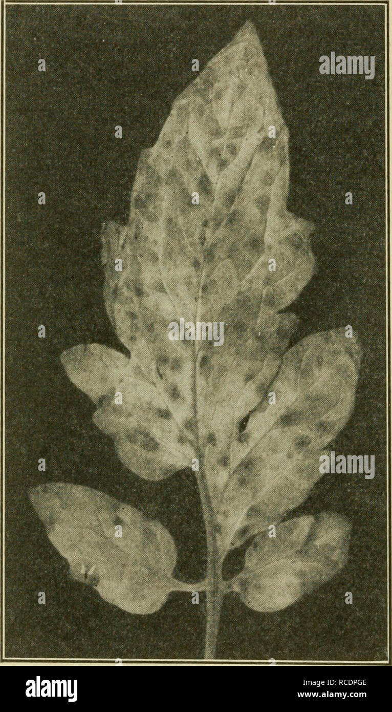 . Diseases of economic plants. Plant diseases. 262 Diseases of Economic Plants Leaf-mold {Cladosporium fulvum Cke.). — Under glass in the North and occasionally in the open, especially in the South, this disease is destructive. It occurs as rusty or cinnamon brown blotches on the lower side of the leaf, which turns yellow above, then brown or black, curls, and dies. The loss of food supply consumed by the parasite, together with the loss through destruction of the leaf green, injures the yield seriously. Indoors ventilation is the best remedy, coupled with clean culture to avoid carrying the p Stock Photo