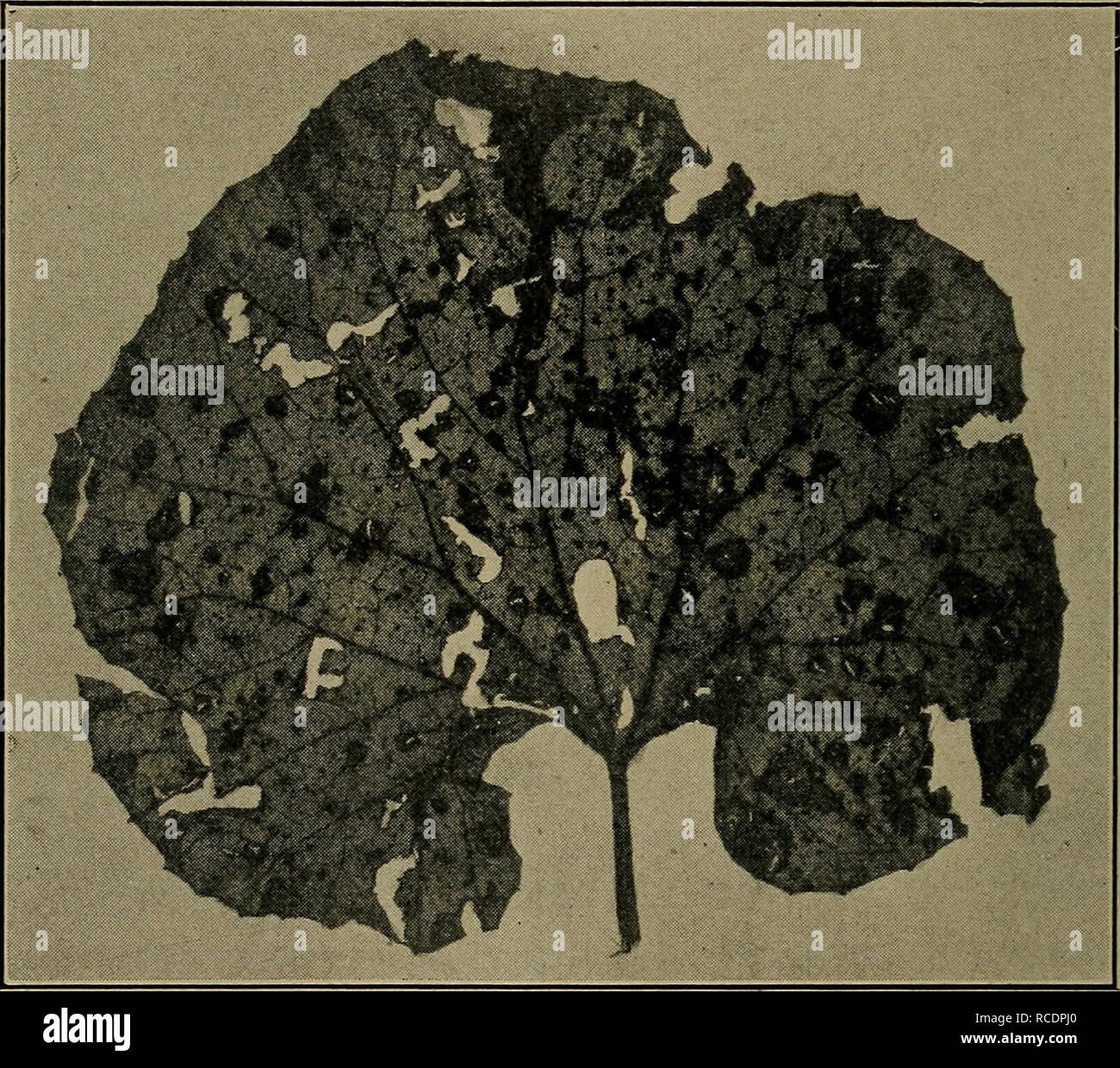 . Diseases of economic plants. Plant diseases. 220 DISEASES OF ECONOMIC PLANTS many states. From 50 to 100 per cent damage was reported from Nebraska in 1905. The disease is discussed under watermelon. Southern blight (Sclerotium Rolfsii Sacc. in litt.).— A large percentage of the cantaloupe crop in the southern-. Fig. 101. —Leaf spotted with downy mildew. Original. most states is often destroyed by this disease. It is par- ticularly noticeable on fruit upon the side touching the ground, first as a slight rot, followed by a white fringe of fungous threads which soon surround the whole fruit. L Stock Photo