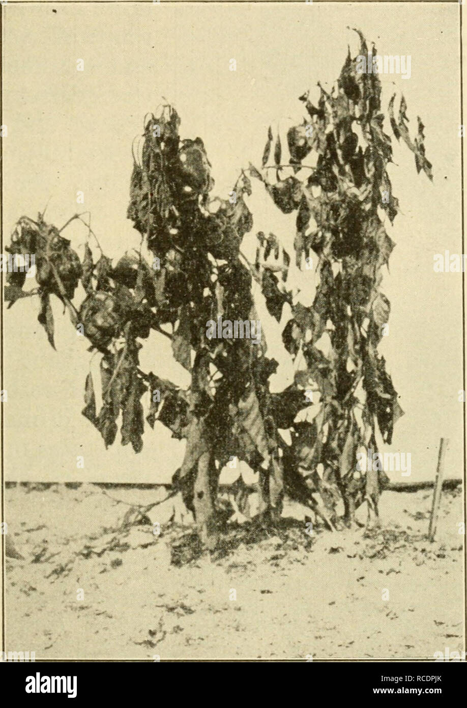 . Diseases of economic plants. Plant diseases. Vegetable and Field Crops 215 PEPPER Southern-blight, wilt ^^ {Sclerotium rolfsii Sacc). — Blight shows itself first by a slight drooping of the leaf tips by day,. Fig. 117. — Pepper plant showing effects of the Southern-blight. After Fulton. followed by night recovery. The wilt becomes more pro- nounced on succeeding days until in the third or fourth day the leaves wilt permanently, lose color, dry, and soon fall. These stages may succeed each other so rapidly as to ap- pear almost simultaneous. The roots appear normal; but on the stem near the g Stock Photo
