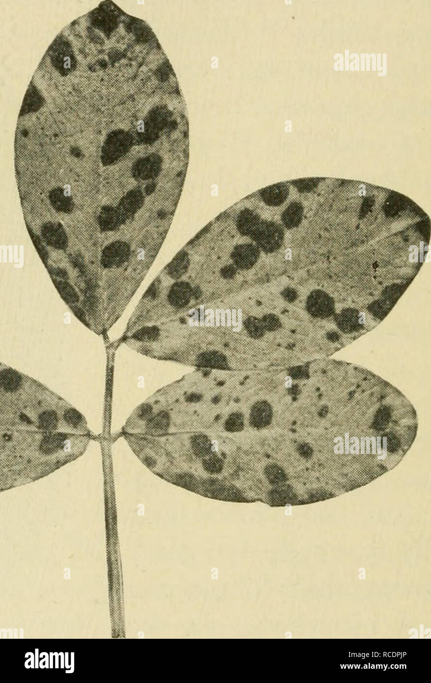 . Diseases of economic plants. Plant diseases. 214 Diseases of Economic Plants PEANUT Leaf-spot (Cercospora personata (B. &amp; C.) Ell.).—This leaf-spot is circular in outline, indefinitely bordered, black to brown in the center and grading to green on its outer edge. The lower leaves are first affected and suffer most; later the disease spreads to the upper leaves. The leaves. Fig. 116. — Peanut leaf-spot. After Wolf. begin to fall soon after they spot, and in many cases the death of the plant results. It is often a pest. The causal fungus was first collected in Carolina and Alabama by Raven Stock Photo