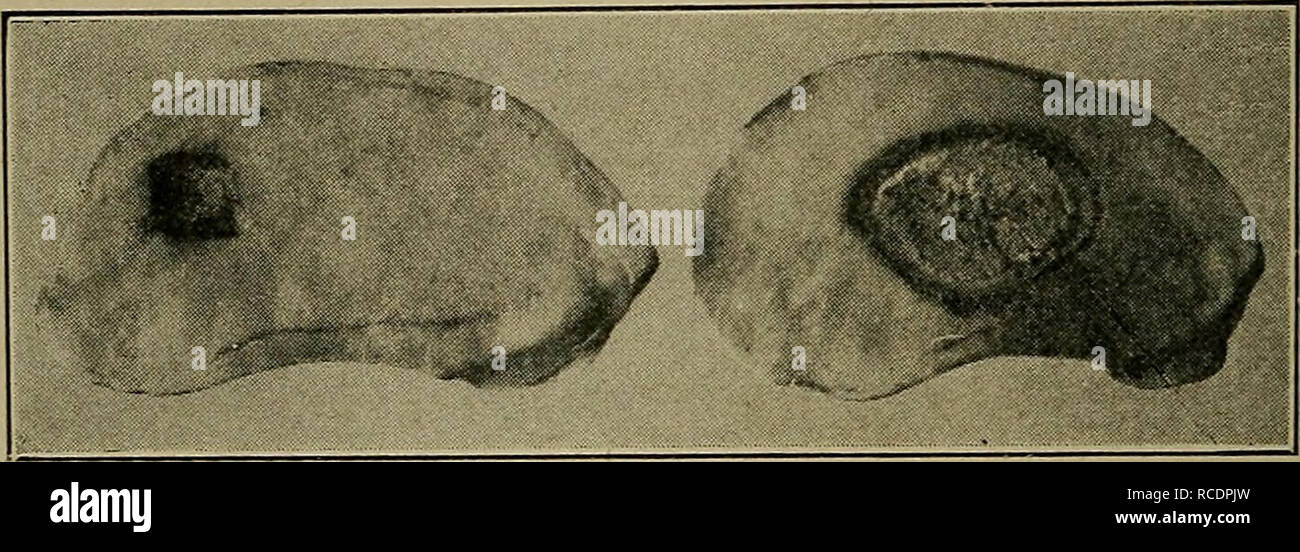 . Diseases of economic plants. Plant diseases. 204 DISEASES OF ECONOMIC