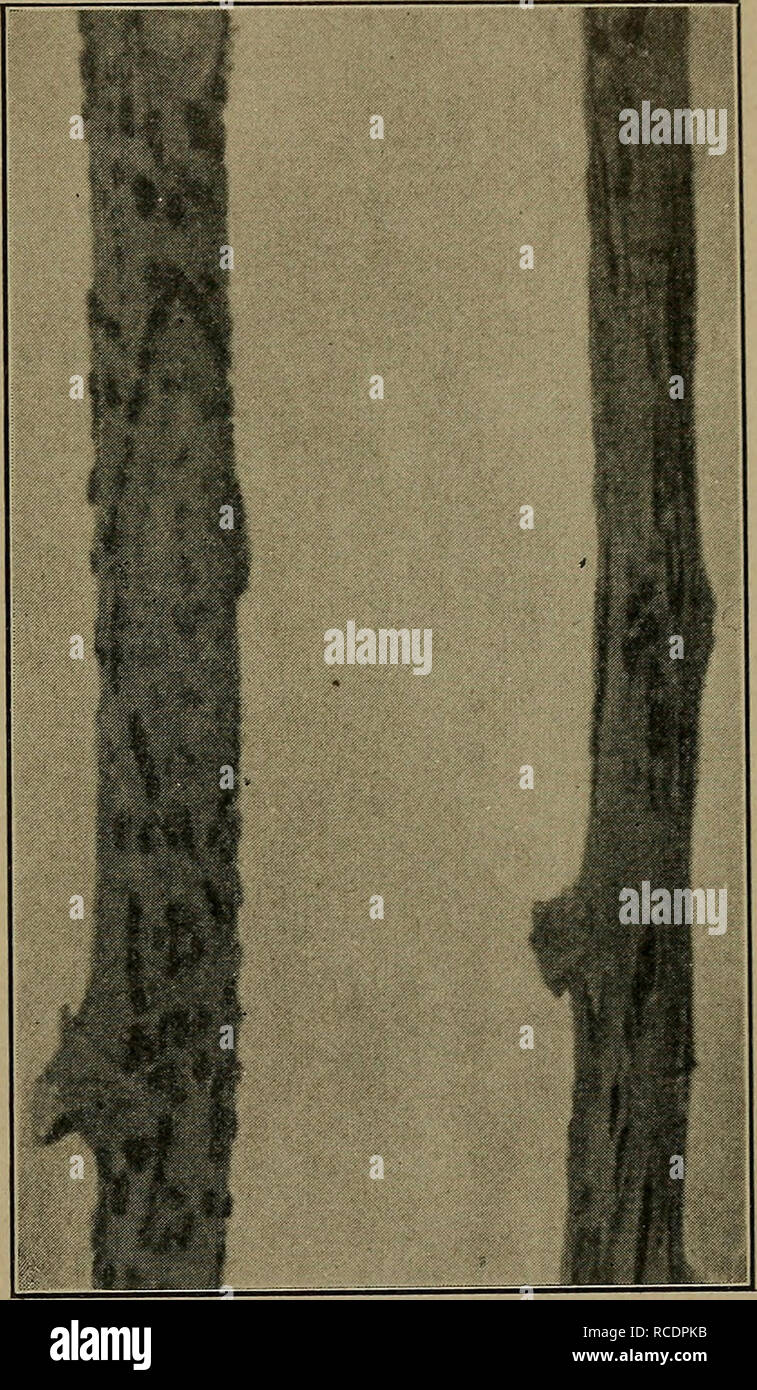 . Diseases of economic plants. Plant diseases. VEGETABLE AND FIELD