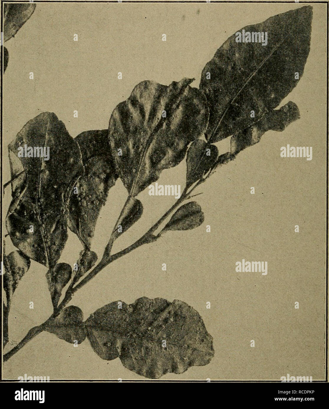 . Diseases of economic plants. Plant diseases. 188 DISEASES OF ECONOMIC PLANTS trance through slight imperfections of the skin at the navel end and make rotten areas under the skin. All diseased fruit should be collected and burned or buried deeply. Scab (Cladosporium elegans Penz.). — The scab has been. Fig. 81. — Scab of the sour orange. After Hume. known for twenty years, and occurs on the sour citrus fruits such as the pomelo, kumquat, and sour orange, though its presence on the last is of little importance. The disease attacks the young leaves, twigs, and fruit, and causes them to produce Stock Photo