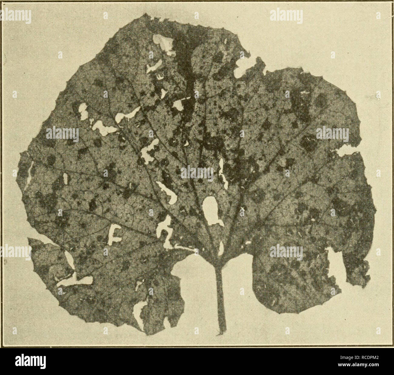 . Diseases of economic plants. Plant diseases. Vegetable and Field Crops 185 If melons be repeatedly grown upon the same field, the disease increases year by year; hence rotation should be practiced, and resistant varieties should be used. A promis- ing resistant variety has been reported by Blinn. Spraying as recommended for cucurbits generally is effective. Southern-blight {Sderotium rolfsii Sacc). â A large per- centage of the muskmelon and watermelon crops in the. Fig. 101. â Muskmelon leaf spotted with downy-mildew. Original. southernmost states is often destroyed by this disease. It is p Stock Photo