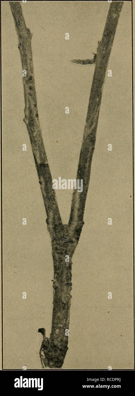 . Diseases of economic plants. Plant diseases. 90 DISEASES OF ECONOMIC PLANTS. Fig. 35. — Hypochnose, showing sclerotia on twig at left and rhizomorphic strands on twig at right. Original, gether with the sclerotia and extending along the twig longitudinally are also found silvery, glis- tening, thread-like, fun- gous growths. This fungus hibernates in the sclerotia on or near the terminal bud and thence invades the new twigs as they develop, reaching out upon each leaf, spreading over its under surface in almost invisible thinness, and causing it to droop, die, and eventually to fall away. Th Stock Photo
