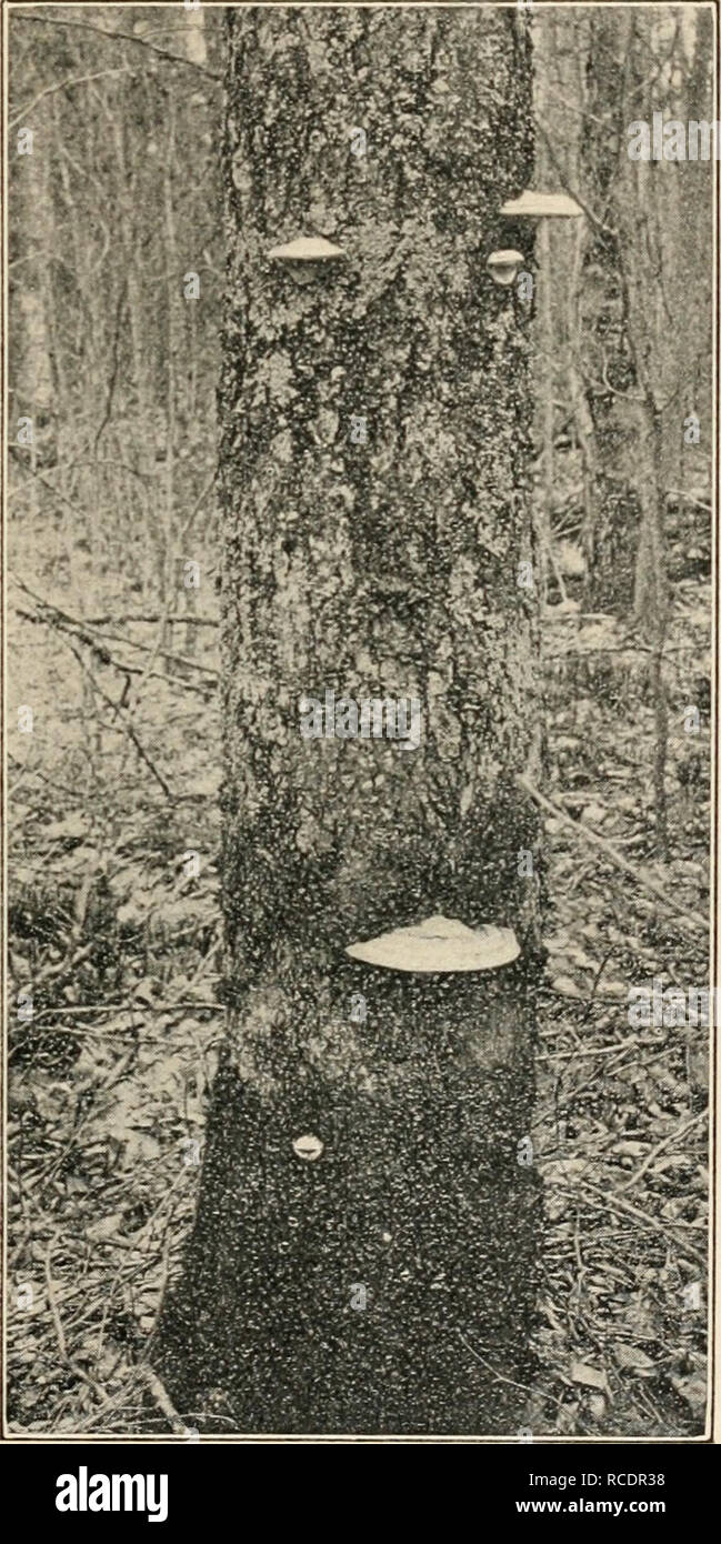 . Diseases of deciduous forest trees. Trees -- Diseases and pests. SAP-ROTS OF SPECIES OF DECIDUOUS TREES. 59 results in their gradual destruction, ultimately causing the death of the entire tree. The injury to the wood is only local, occurring gen- erally near the base of the trunk. The fiuigus is said to enter the trunk through injuries near the ground line or through wounds on the roots, and &quot;spreads upward through the entire wood, reaching, in specimens observed, the height of 10 feet. The entire wood of the lower portion of the trunk becomes thoroughly infected before the fungus obta Stock Photo